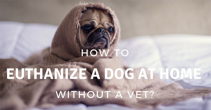 Best ideas about DIY Dog Euthanasia
. Save or Pin How To Euthanize A Dog At Home Yourself Homemade Ftempo Now.