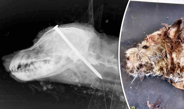 Best ideas about DIY Dog Euthanasia
. Save or Pin Dog killed with nail in head RSPCA appeal for witnesses Now.