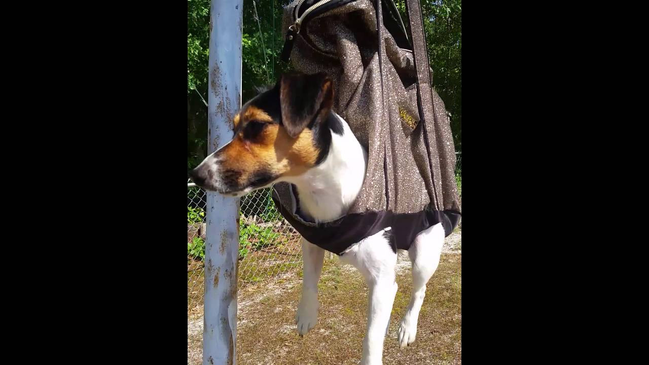 Best ideas about DIY Dog Grooming Hammock
. Save or Pin DIY canine grooming Hammock My JRT Suzie Now.