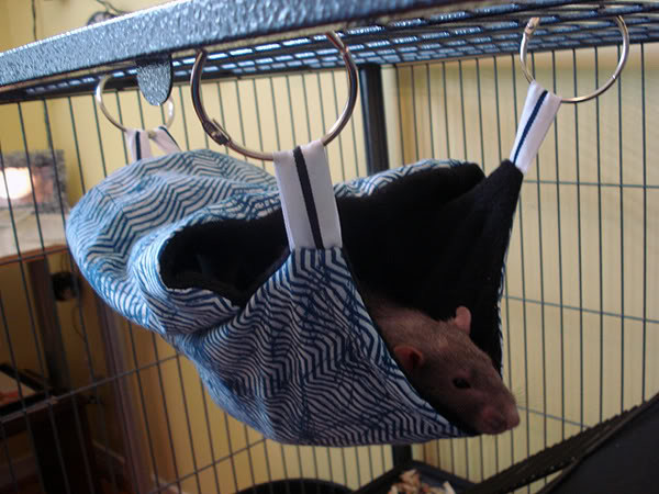 Best ideas about DIY Dog Grooming Hammock
. Save or Pin DIY Covered Rodent Hammock petdiys Now.