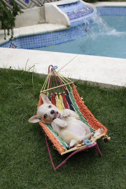 Best ideas about DIY Dog Grooming Hammock
. Save or Pin Best 25 Dog hammock ideas on Pinterest Now.