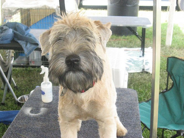 Best ideas about DIY Dog Grooming Table
. Save or Pin How to Make a Grooming Table Arm Now.