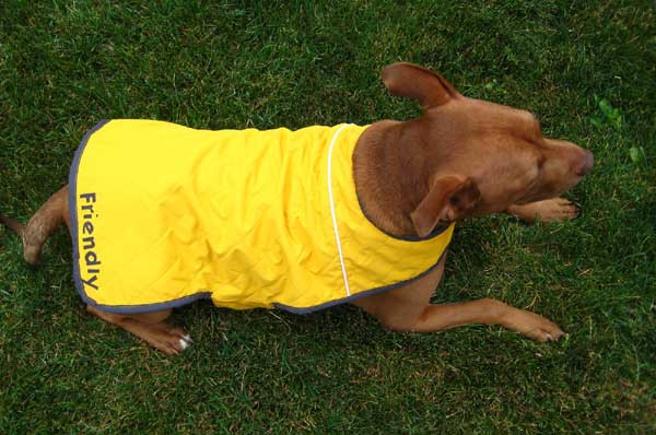 Best ideas about DIY Dog Jacket
. Save or Pin How To Dog Coat from a Recycled Jacket Now.