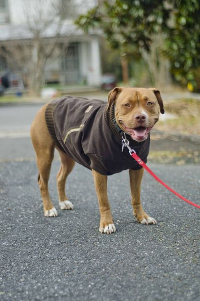 Best ideas about DIY Dog Jacket
. Save or Pin 25 Contemporary DIY Projects For Your Dog or Cat Now.