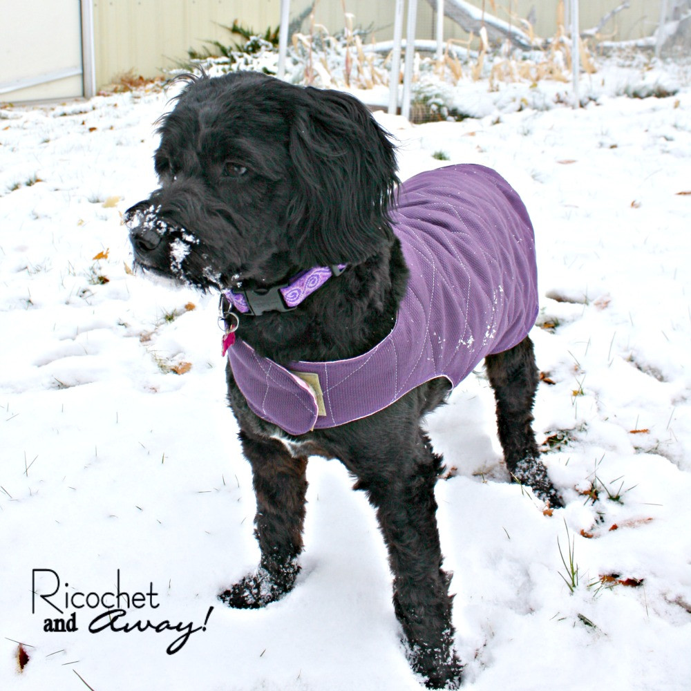 Best ideas about DIY Dog Jacket
. Save or Pin Ricochet and Away DIY Dog Coat Now.