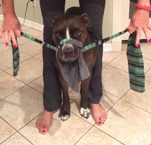 Best ideas about DIY Dog Muzzle
. Save or Pin 8 Quick Tips for Treating Minor Pet Injuries and Illnesses Now.
