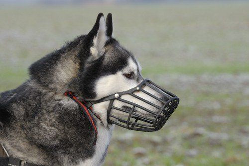 Best ideas about DIY Dog Muzzle
. Save or Pin 1000 ideas about Dog Muzzle on Pinterest Now.