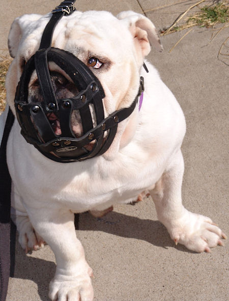 Best ideas about DIY Dog Muzzle
. Save or Pin Handmade Dog Muzzle English Bulldog Leather Padded Now.