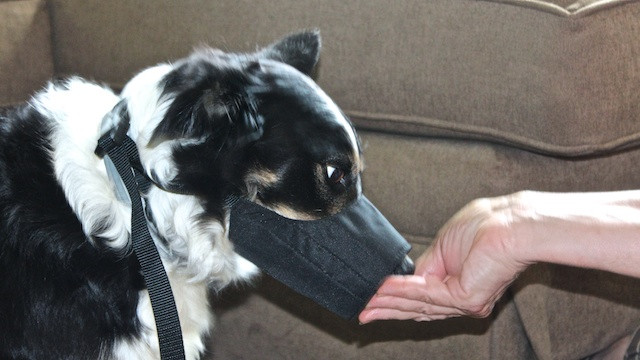 Best ideas about DIY Dog Muzzle
. Save or Pin Conditioning a Dog to a Muzzle Now.