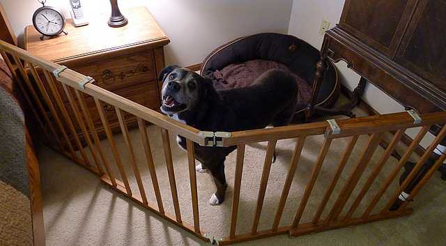 Best ideas about DIY Dog Playpen
. Save or Pin Dealing with CCL Knee Injuries in Dogs Chasing Dog Tales Now.