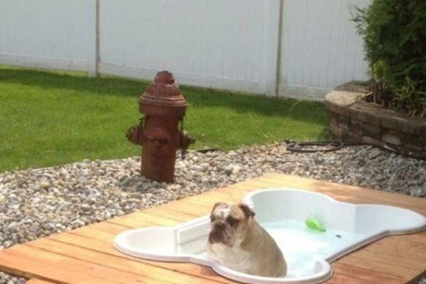 Best ideas about DIY Dog Pool
. Save or Pin 7 Extreme Dog & Cat DIY Projects for Your Backyard Now.