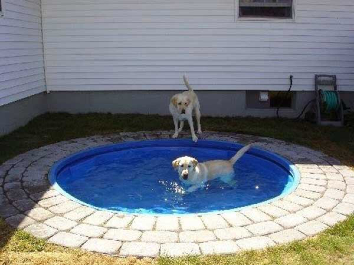 Best ideas about DIY Dog Pool
. Save or Pin Build a DIY Dog Pool to Keep Your Pup Cool Now.