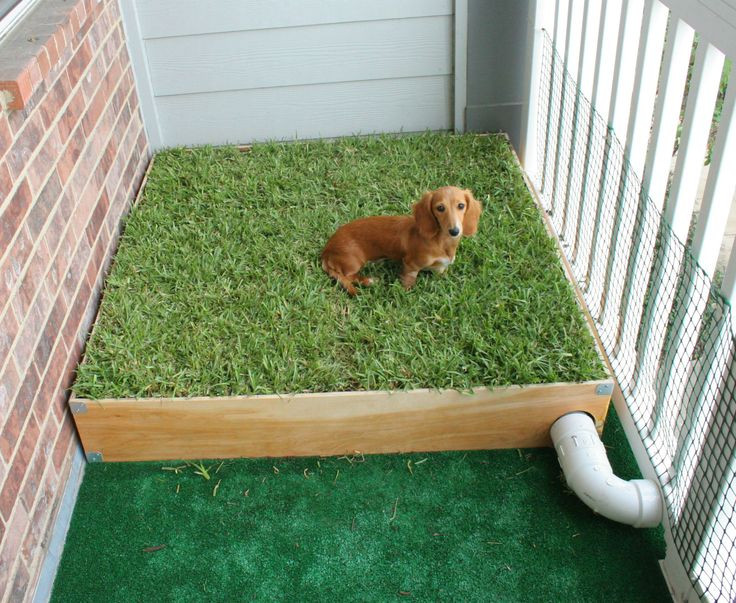Best ideas about DIY Dog Potty
. Save or Pin Dog Porch Potty with Real Grass and Drainage System Now.