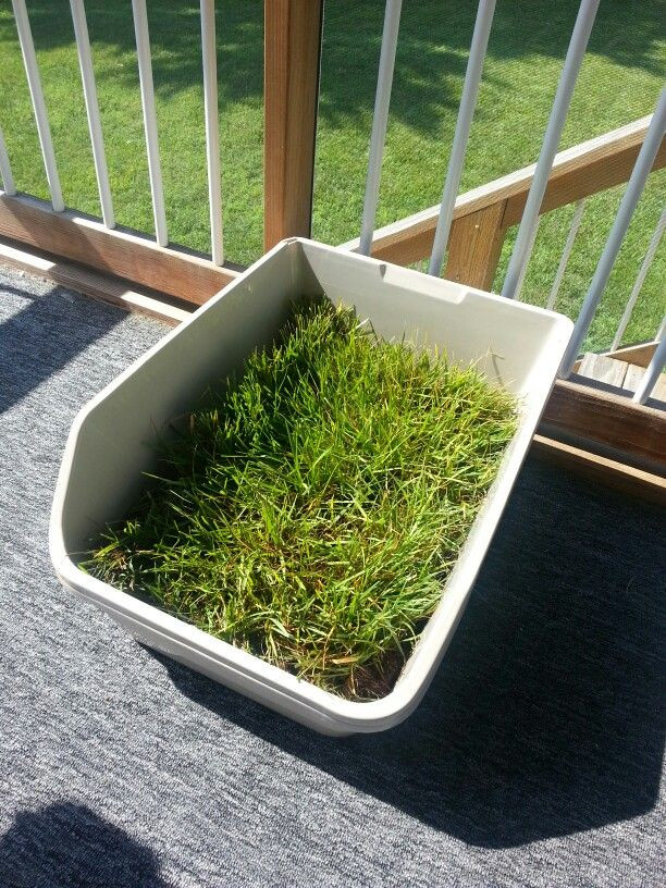 Best ideas about DIY Dog Potty Real Grass
. Save or Pin Real grass sod dog potty or litterbox DIY Step 1 two Now.