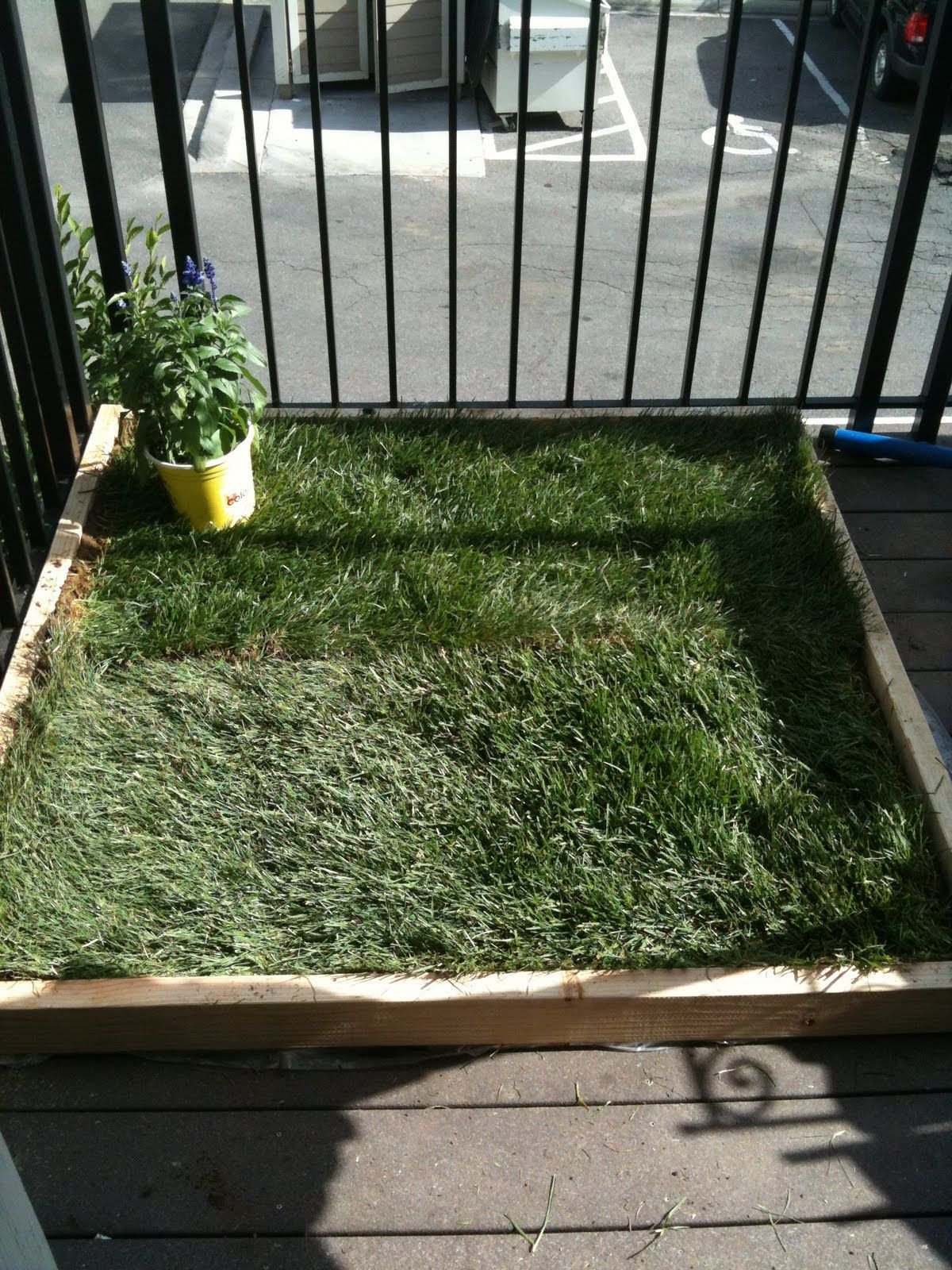 Best ideas about DIY Dog Potty Real Grass
. Save or Pin DIY dog potty patch for patio I might do this so I don t Now.