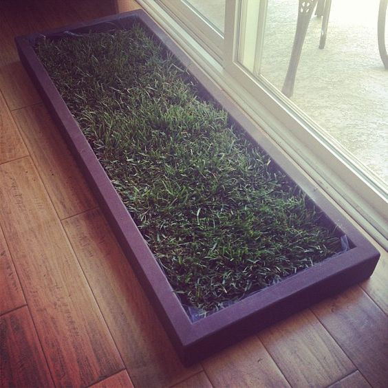 Best ideas about DIY Dog Potty Real Grass
. Save or Pin Grasses For dogs and Dogs on Pinterest Now.