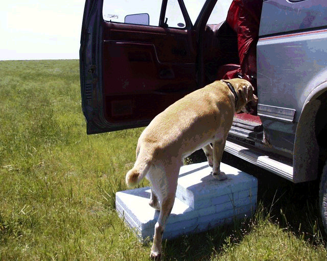 Best ideas about DIY Dog Ramp For Car
. Save or Pin INEXPENSIVE DOG STEP DOG STEPS FOR AGING DOGS Cheap Now.