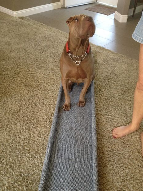 Best ideas about DIY Dog Ramp For Car
. Save or Pin DIY Dog Ramp How to Build a Ramp For Your Dog 7 Designs Now.