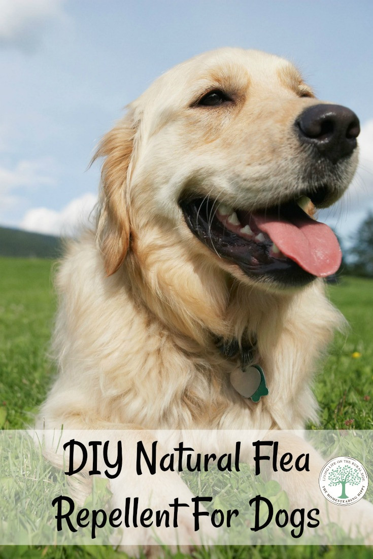 Best ideas about DIY Dog Repellent
. Save or Pin DIY Natural Flea Repellent For Dogs Why You Need This Now.