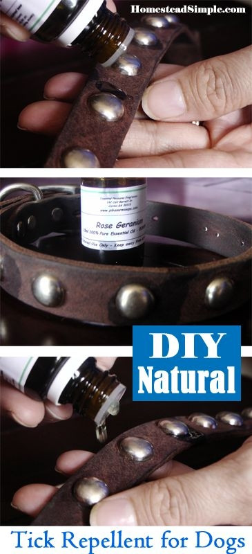 Best ideas about DIY Dog Repellent
. Save or Pin DIY Naturals – Tick repellent for Dogs rose geranium Now.