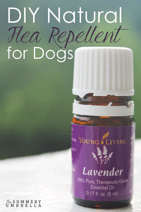 Best ideas about DIY Dog Repellent
. Save or Pin DIY Natural Flea Repellent for Dogs Now.