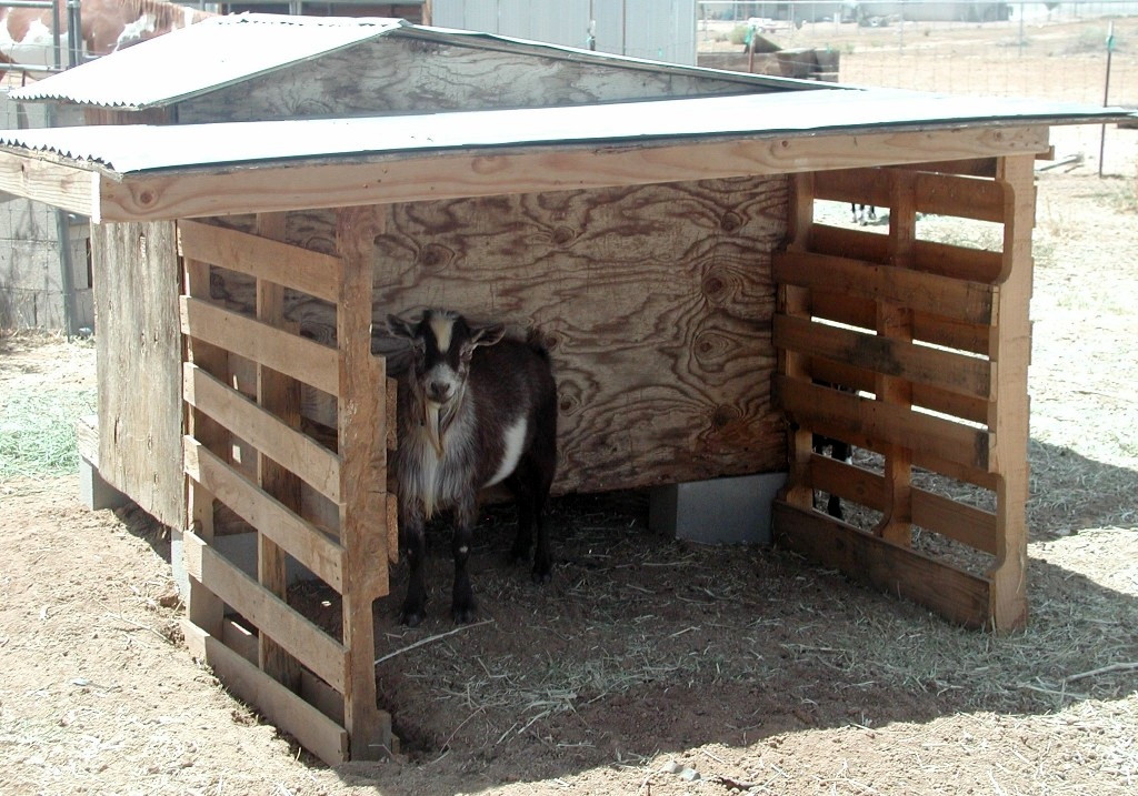 Best ideas about DIY Dog Shelter
. Save or Pin DIY Wood Pallet Goat Patio petdiys Now.