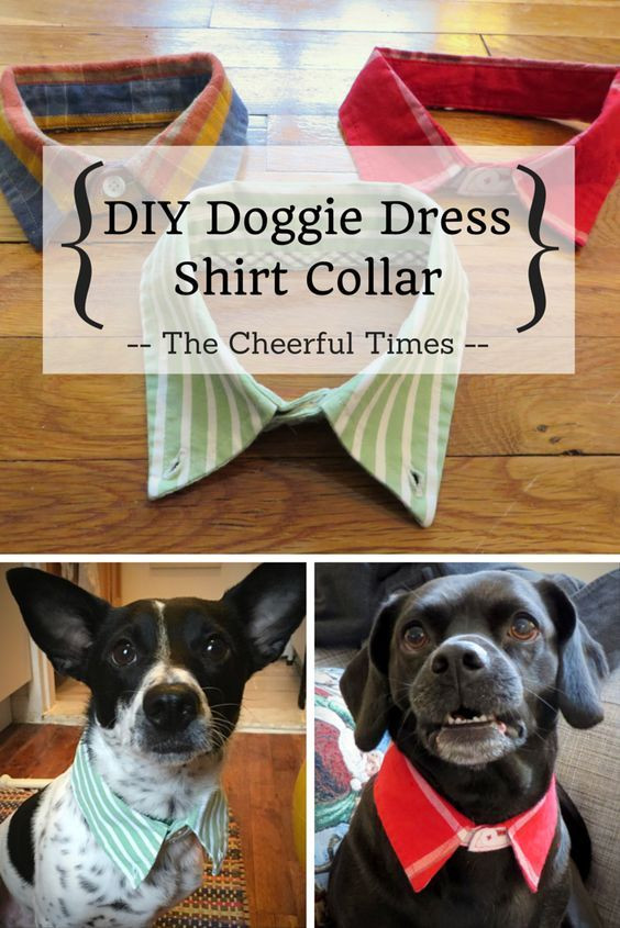 Best ideas about DIY Dog Shirts
. Save or Pin 25 best ideas about No Sew Dress on Pinterest Now.