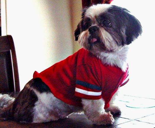 Best ideas about DIY Dog Sweater No Sew
. Save or Pin No Sew How to make a t shirt for your dog Fast and easy Now.
