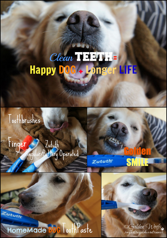 Best ideas about DIY Dog Teeth Cleaning
. Save or Pin Brush Your Dog s Teeth Clean Teeth = Happy Dog Longer Now.