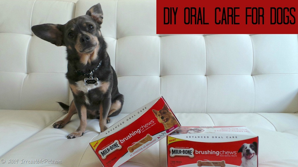 Best ideas about DIY Dog Teeth Cleaning
. Save or Pin DIY Oral Care for Dogs with MilkBone Brushing Chews Now.