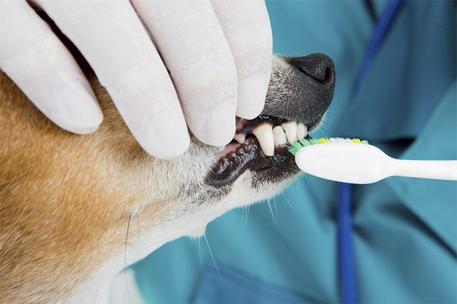 Best ideas about DIY Dog Teeth Cleaning
. Save or Pin About Professional Teeth Cleaning For Dogs Now.