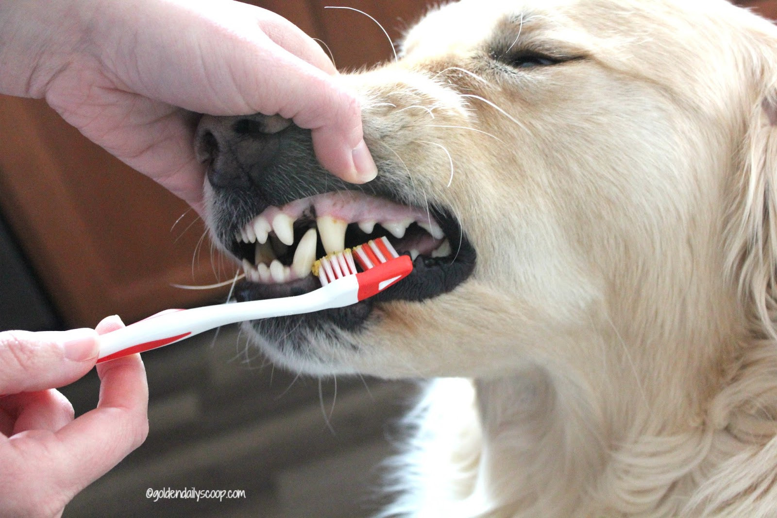 Best ideas about DIY Dog Teeth Cleaning
. Save or Pin DIY Homemade Dog Toothpaste Now.
