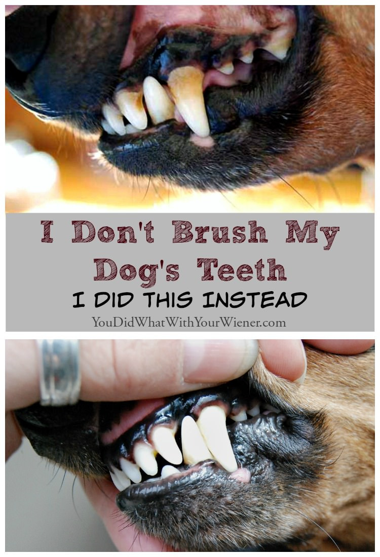 Best ideas about DIY Dog Teeth Cleaning
. Save or Pin I Don’t Brush My Dog’s Teeth I Did This Instead Now.