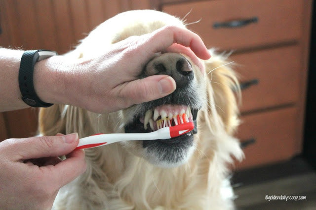 Best ideas about DIY Dog Teeth Cleaning
. Save or Pin DIY Homemade Dog Toothpaste Now.