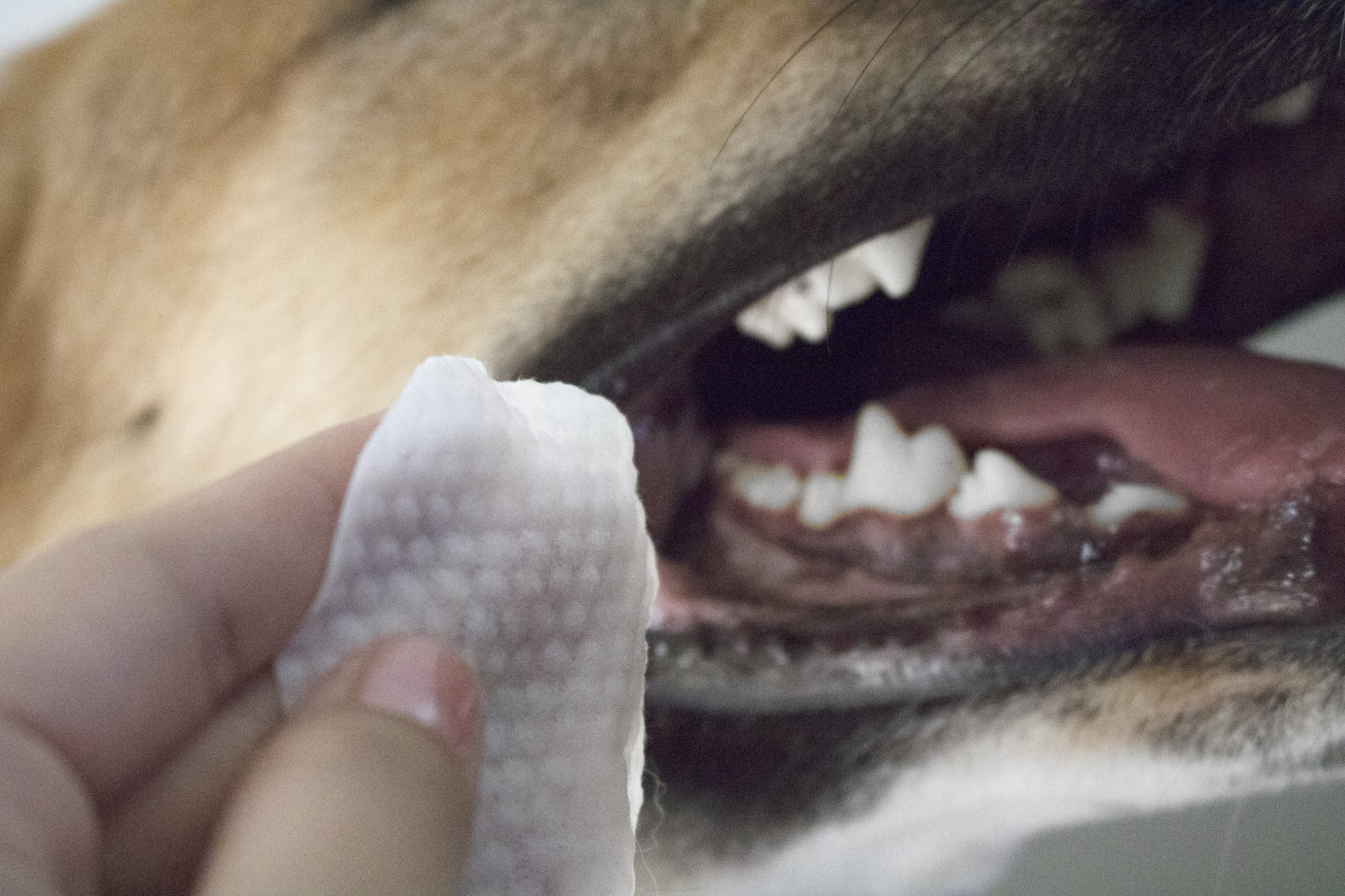 Best ideas about DIY Dog Teeth Cleaning
. Save or Pin Tartar Plaque & Bad Breath Control Antimicrobial Dental Now.