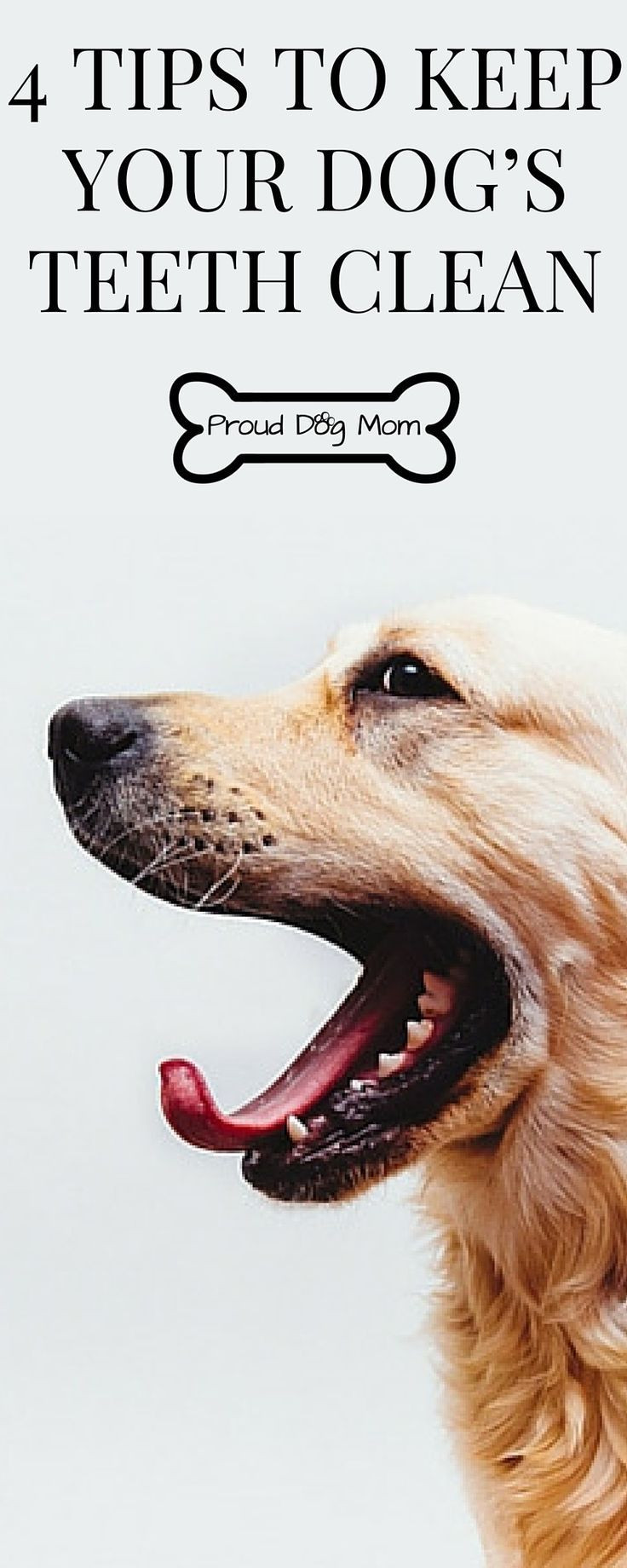 Best ideas about DIY Dog Teeth Cleaning
. Save or Pin Best 25 Teeth cleaning ideas on Pinterest Now.