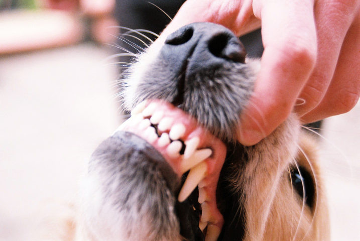 Best ideas about DIY Dog Teeth Cleaning
. Save or Pin clean dog teeth Now.
