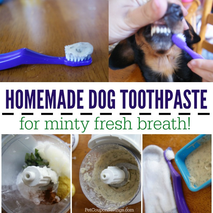 Best ideas about DIY Dog Toothpaste
. Save or Pin Homemade Dog Toothpaste Pet Coupon Savings Now.