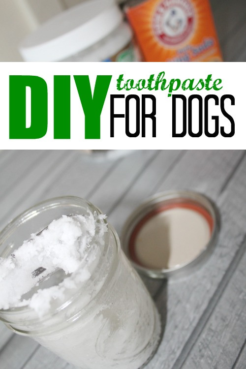 Best ideas about DIY Dog Toothpaste
. Save or Pin DIY Toothpaste for Dogs Now.