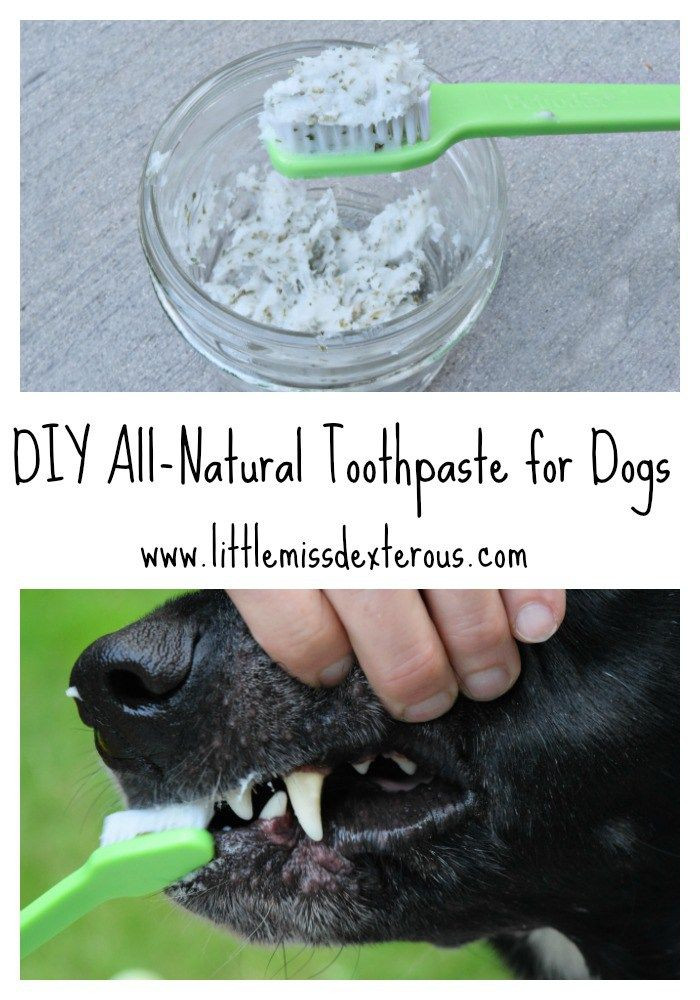 Best ideas about DIY Dog Toothpaste
. Save or Pin DIY All Natural Toothpaste for Dogs Now.
