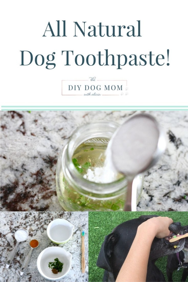 Best ideas about DIY Dog Toothpaste
. Save or Pin Dog toothpaste recipe organic dog toothpaste Now.