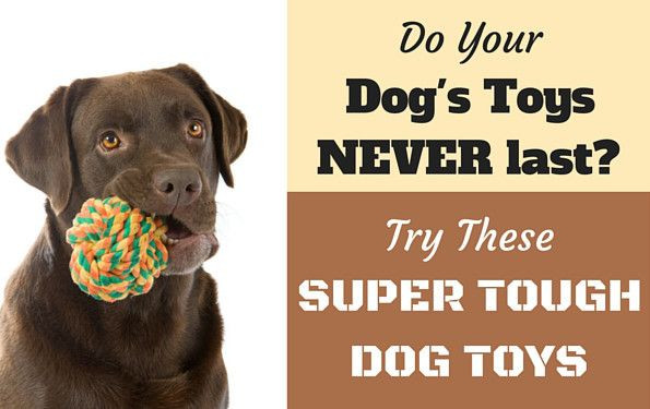 Best ideas about DIY Dog Toys For Chewers
. Save or Pin 10 Best Toughest Durable Dog Toys For Heavy Chewers Now.