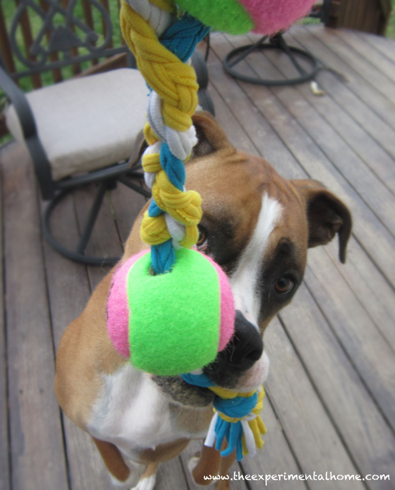 Best ideas about DIY Dog Toys For Chewers
. Save or Pin Homemade Dog Toys For Tough Chewers – Wow Blog Now.