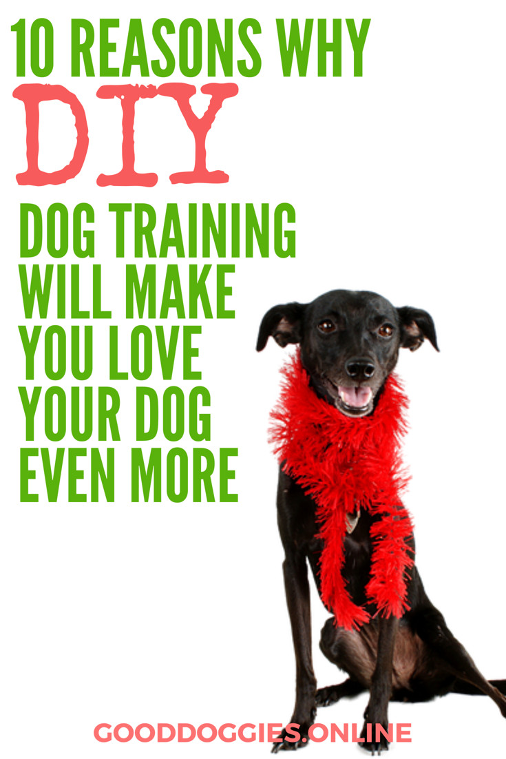 Best ideas about DIY Dog Training
. Save or Pin 10 Reasons Why DIY Dog Training Will Make You Love Your Now.