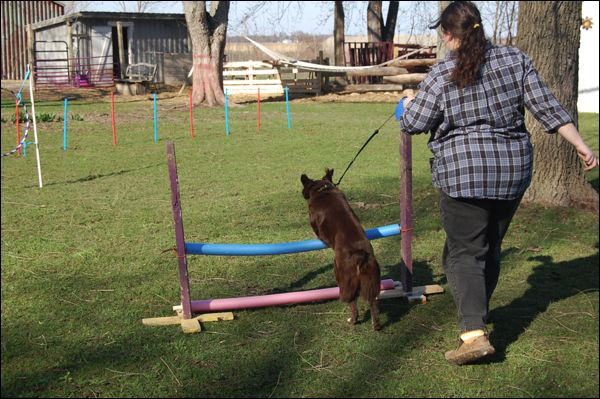 Best ideas about DIY Dog Training
. Save or Pin Homemade Dog Agility Course… DIY dog agility Now.