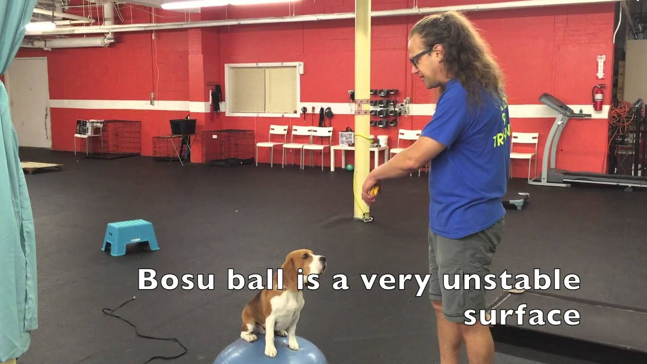 Best ideas about DIY Dog Training
. Save or Pin Dog Confidence Building Agility Equipment DIY Dog Now.