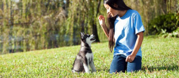 Best ideas about DIY Dog Training
. Save or Pin 5 DIY Dog Training Tips Care munity Now.