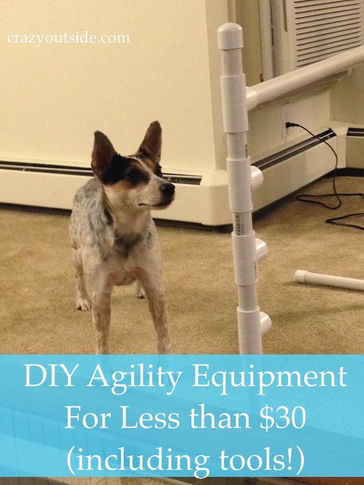 Best ideas about DIY Dog Training
. Save or Pin How to Create Your Own Agility Equipment Now.