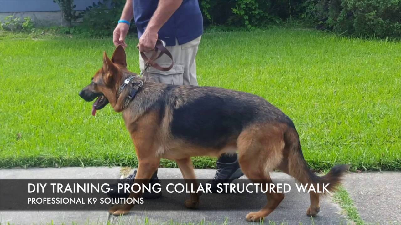 Best ideas about DIY Dog Training
. Save or Pin DIY Dog Training Structured Walk w prong collar Now.