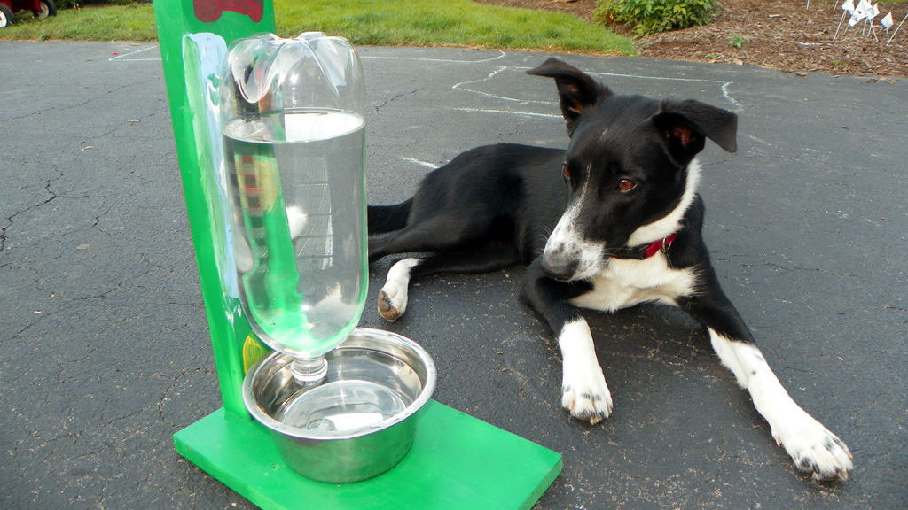 Best ideas about DIY Dog Water Dispenser
. Save or Pin Make an Automatic Water Dispenser for Pets out of a Two Now.